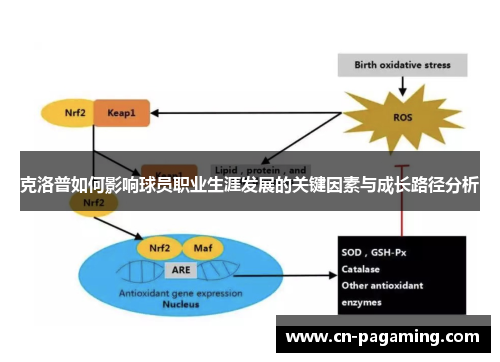 克洛普如何影响球员职业生涯发展的关键因素与成长路径分析