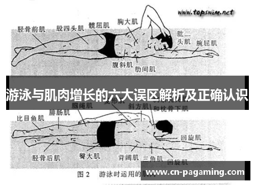 游泳与肌肉增长的六大误区解析及正确认识